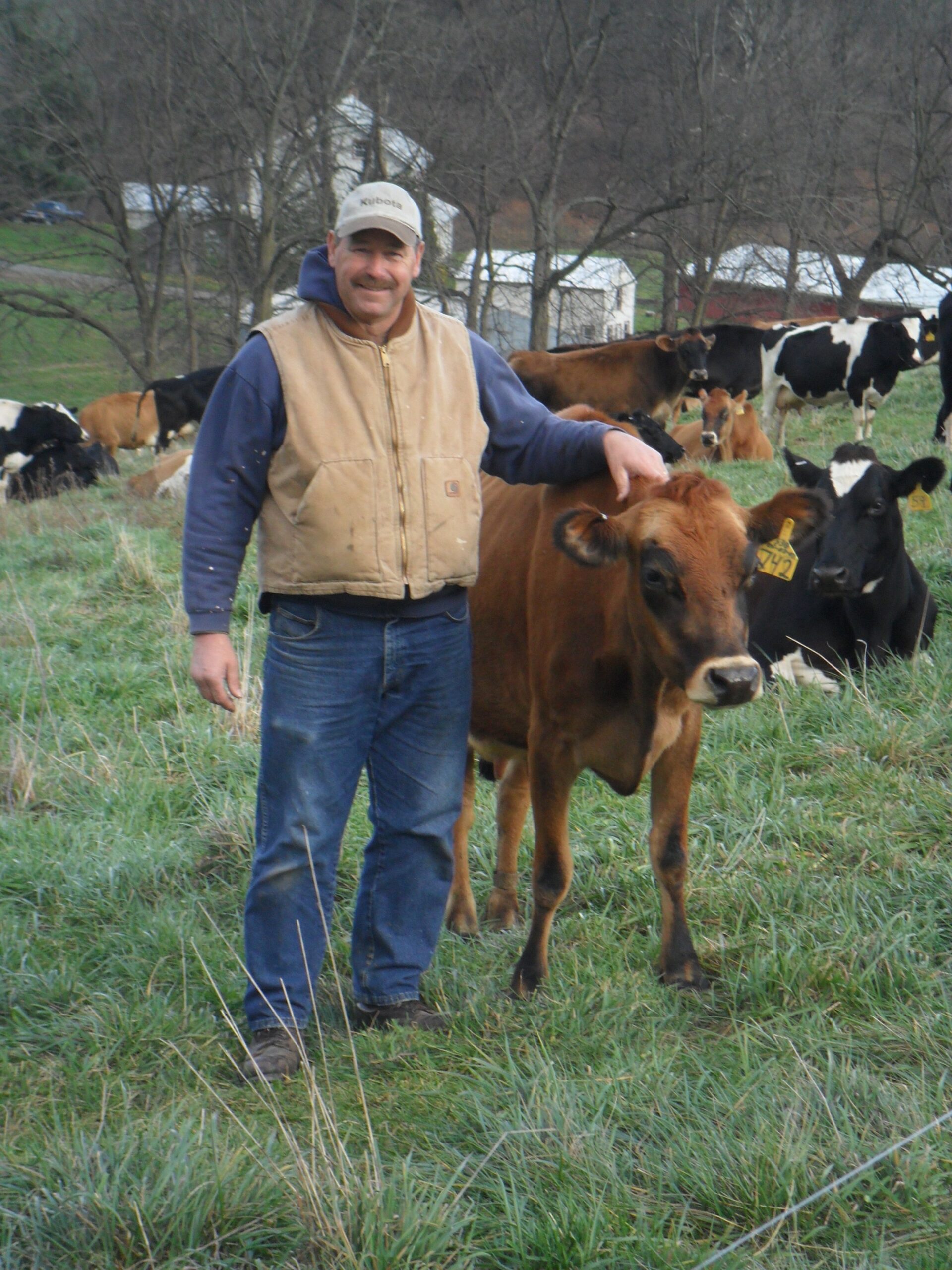 Gregory+Stricker+-+Laying+Hens+001 Farmer standing in a grassy field with a young brown calf, surrounded by dairy cows in the background, showcasing rural farming life.